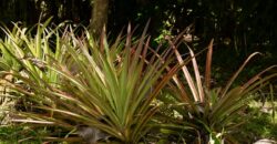 Large Building Lot Near Puerto Jiménez