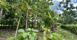 Large Building Lot Near Puerto Jiménez