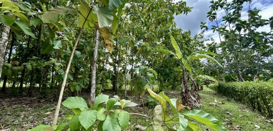 Large Building Lot Near Puerto Jiménez