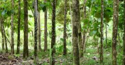 Large Building Lot Near Puerto Jiménez