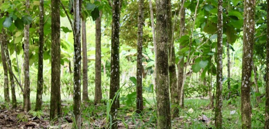 Large Building Lot Near Puerto Jiménez