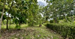 Large Building Lot Near Puerto Jiménez