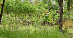 Large Building Lot Near Puerto Jiménez