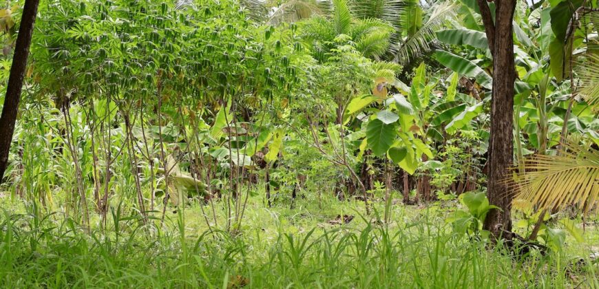 Large Building Lot Near Puerto Jiménez