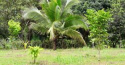 Large Building Lot Near Puerto Jiménez