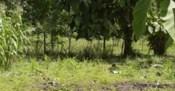 Large Building Lot Near Puerto Jiménez