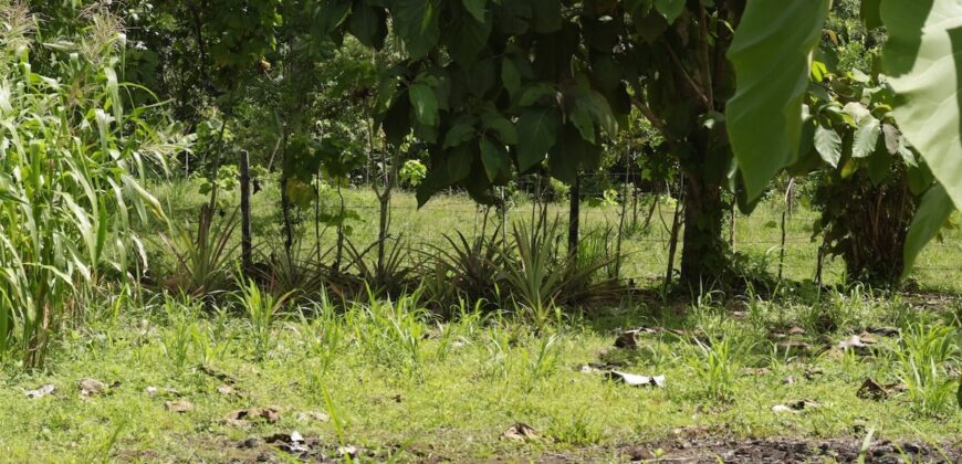 Large Building Lot Near Puerto Jiménez