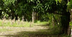 Large Building Lot Near Puerto Jiménez