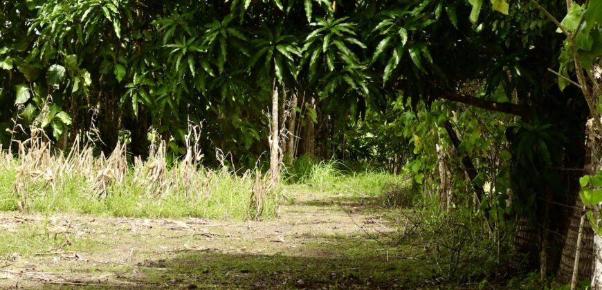 Large Building Lot Near Puerto Jiménez