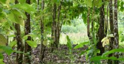 Large Building Lot Near Puerto Jiménez