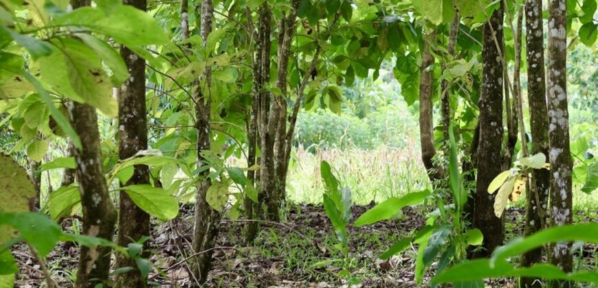 Large Building Lot Near Puerto Jiménez