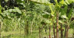 Large Building Lot Near Puerto Jiménez