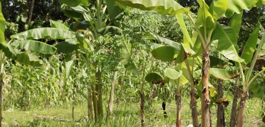 Large Building Lot Near Puerto Jiménez
