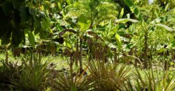 Large Building Lot Near Puerto Jiménez