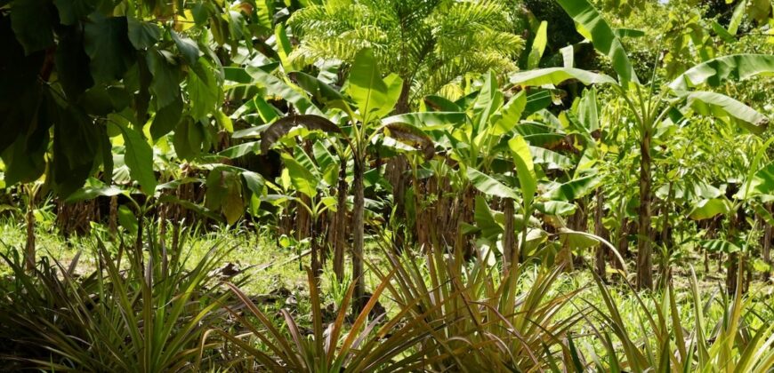 Large Building Lot Near Puerto Jiménez
