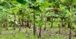 Large Building Lot Near Puerto Jiménez