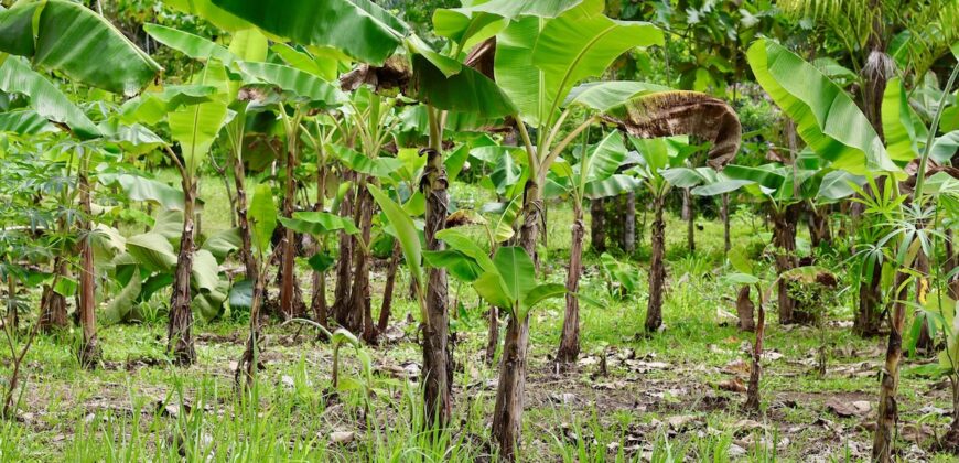 Large Building Lot Near Puerto Jiménez