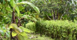 Large Building Lot Near Puerto Jiménez