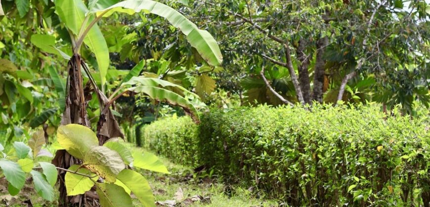 Large Building Lot Near Puerto Jiménez