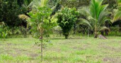 Large Building Lot Near Puerto Jiménez
