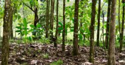 Large Building Lot Near Puerto Jiménez