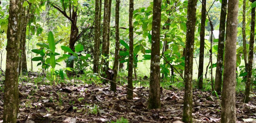 Large Building Lot Near Puerto Jiménez
