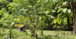 Large Building Lot Near Puerto Jiménez