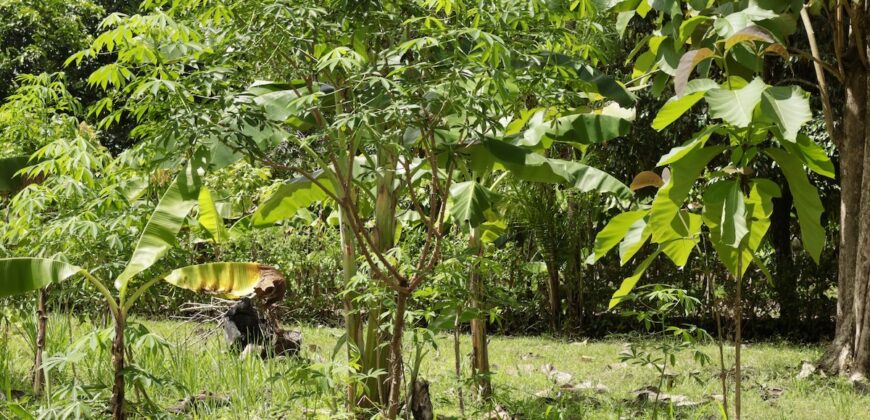 Large Building Lot Near Puerto Jiménez