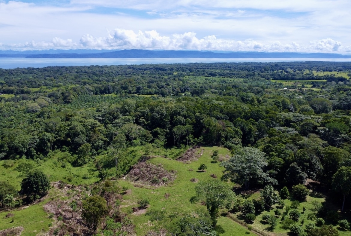 Green open land surrounded by tropical trees