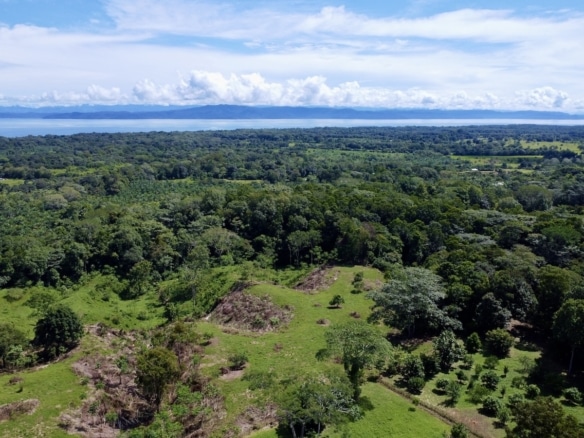 Green open land surrounded by tropical trees