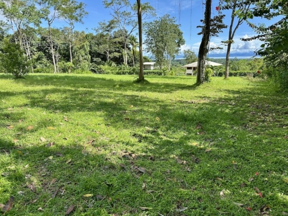 Open tropical land with jungle backdrop
