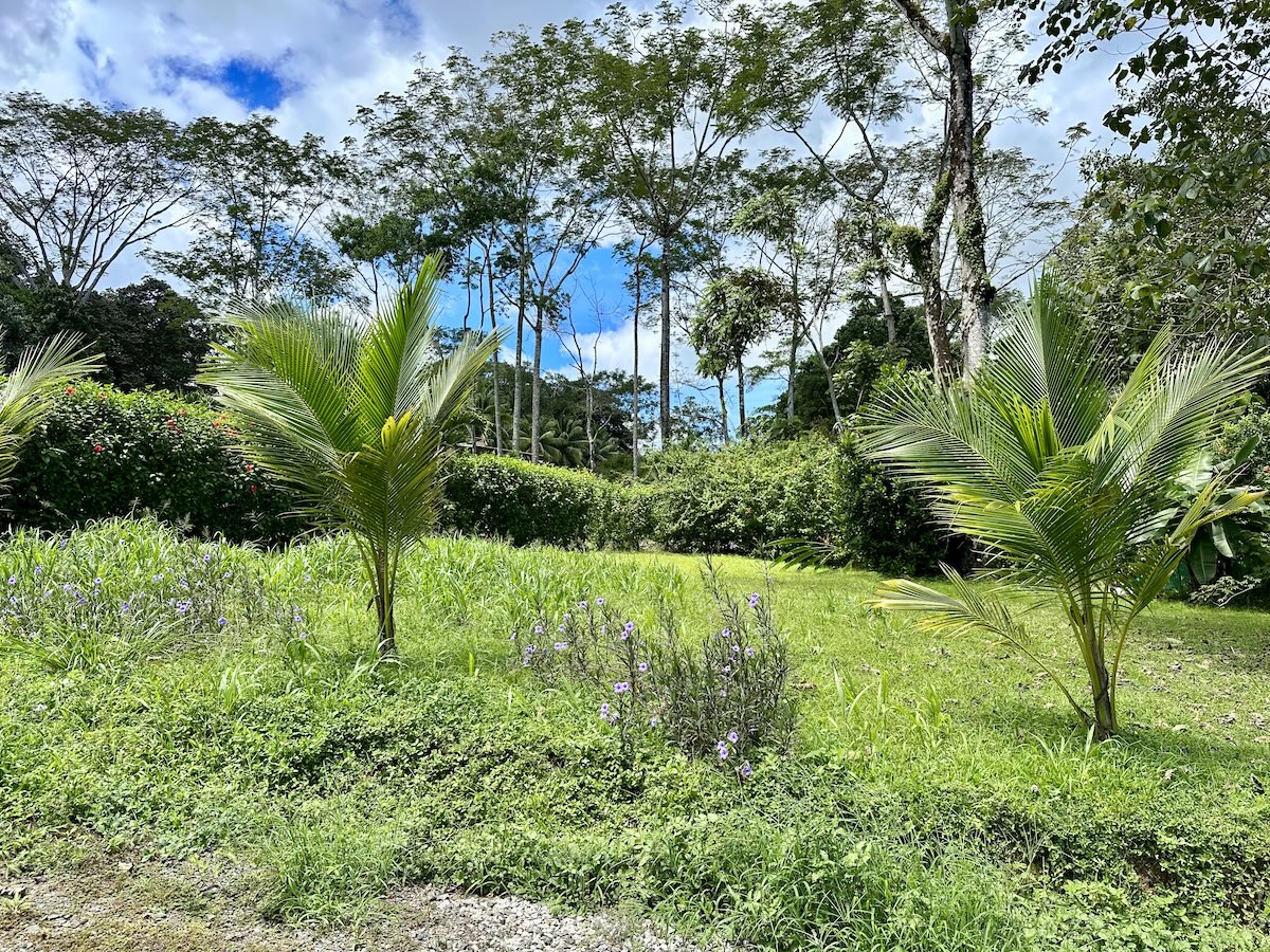 Buildable tropical lot in Osa Peninsula