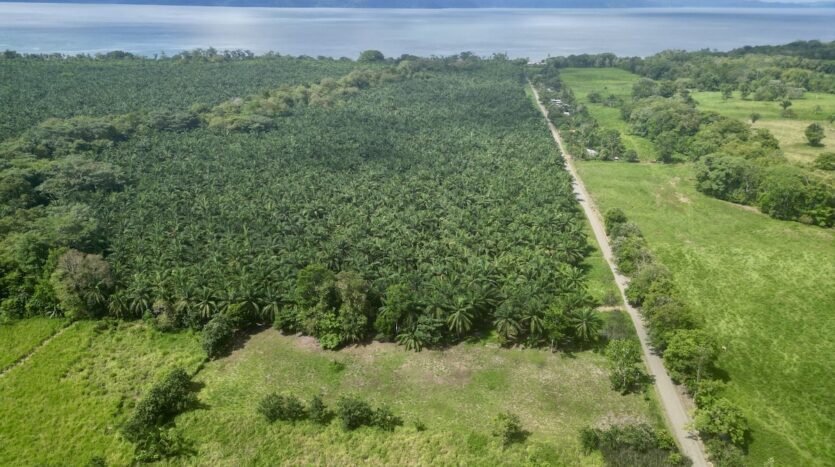 Titled Property for sale on the Osa Peninsula, Near The Golfo Dulce Coast.